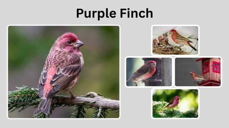 Purple Finch: Identification, Habitat, Behavior, and Unique Traits