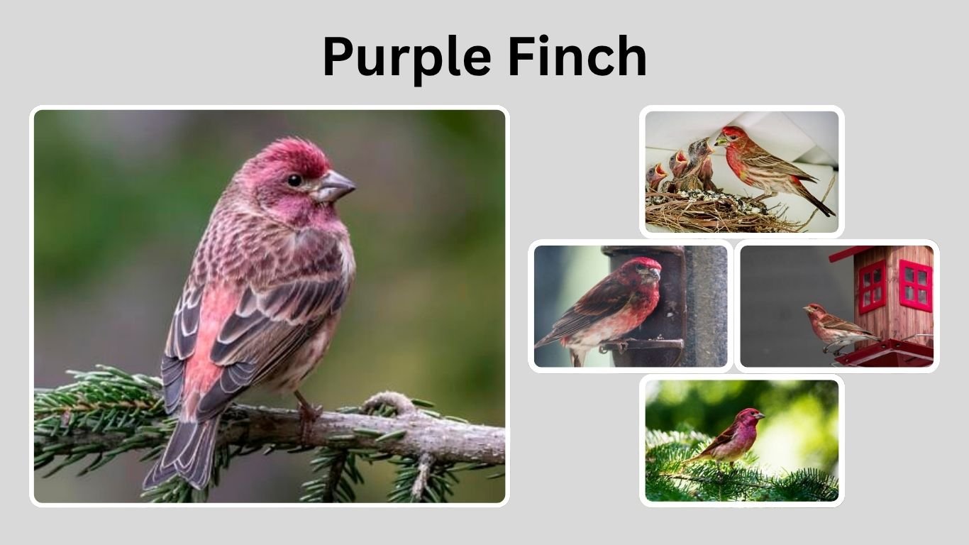 Purple Finch: Identification, Habitat, Behavior, and Unique Traits
