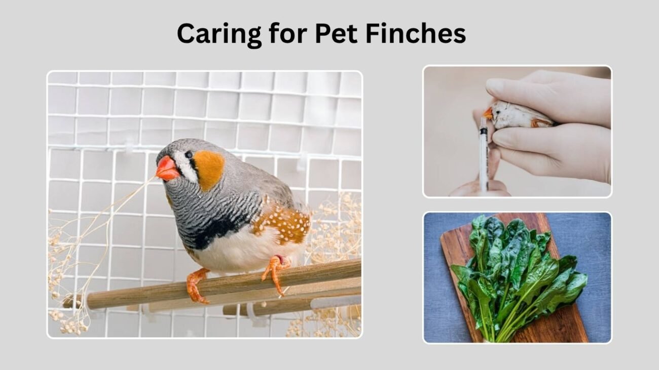 Caring for Pet Finches