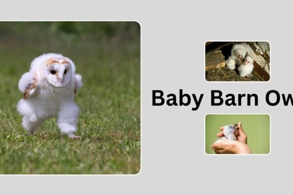 Baby Barn Owl: Growth, Sounds, and Behavior