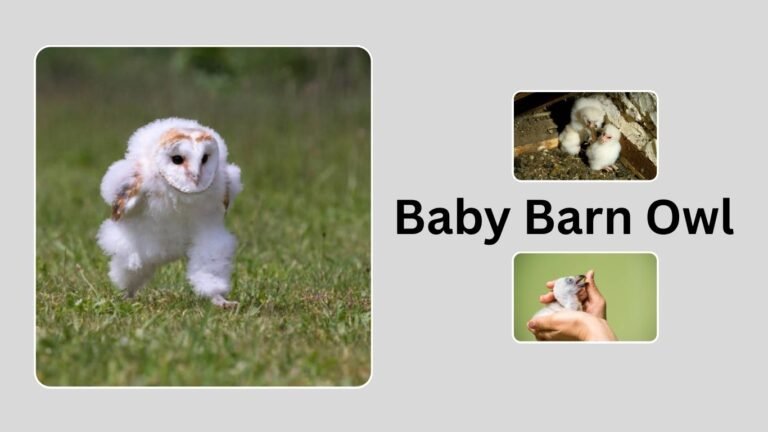 Baby Barn Owl: Growth, Sounds, and Behavior