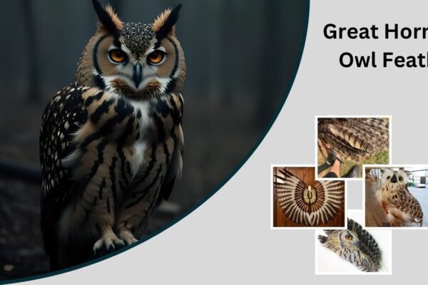 Great Horned Owl Feather: Identification, Meaning, and Symbolism