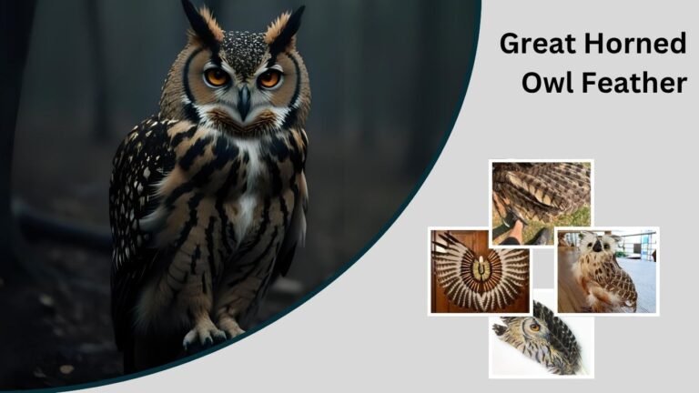 Great Horned Owl Feather: Identification, Meaning, and Symbolism