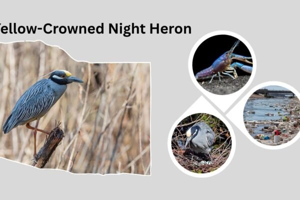 Yellow-Crowned Night Heron: Habitat, Diet, and Migration Patterns