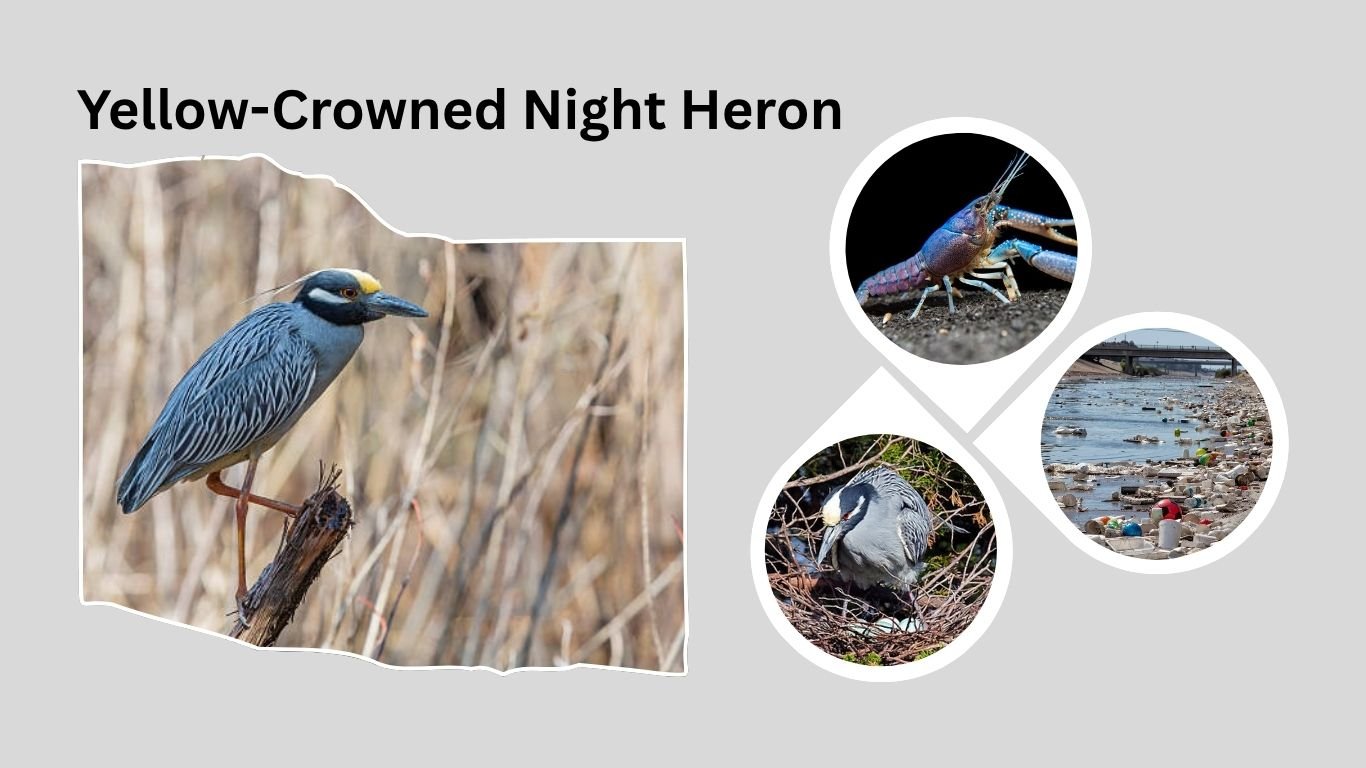 Yellow-Crowned Night Heron: Habitat, Diet, and Migration Patterns