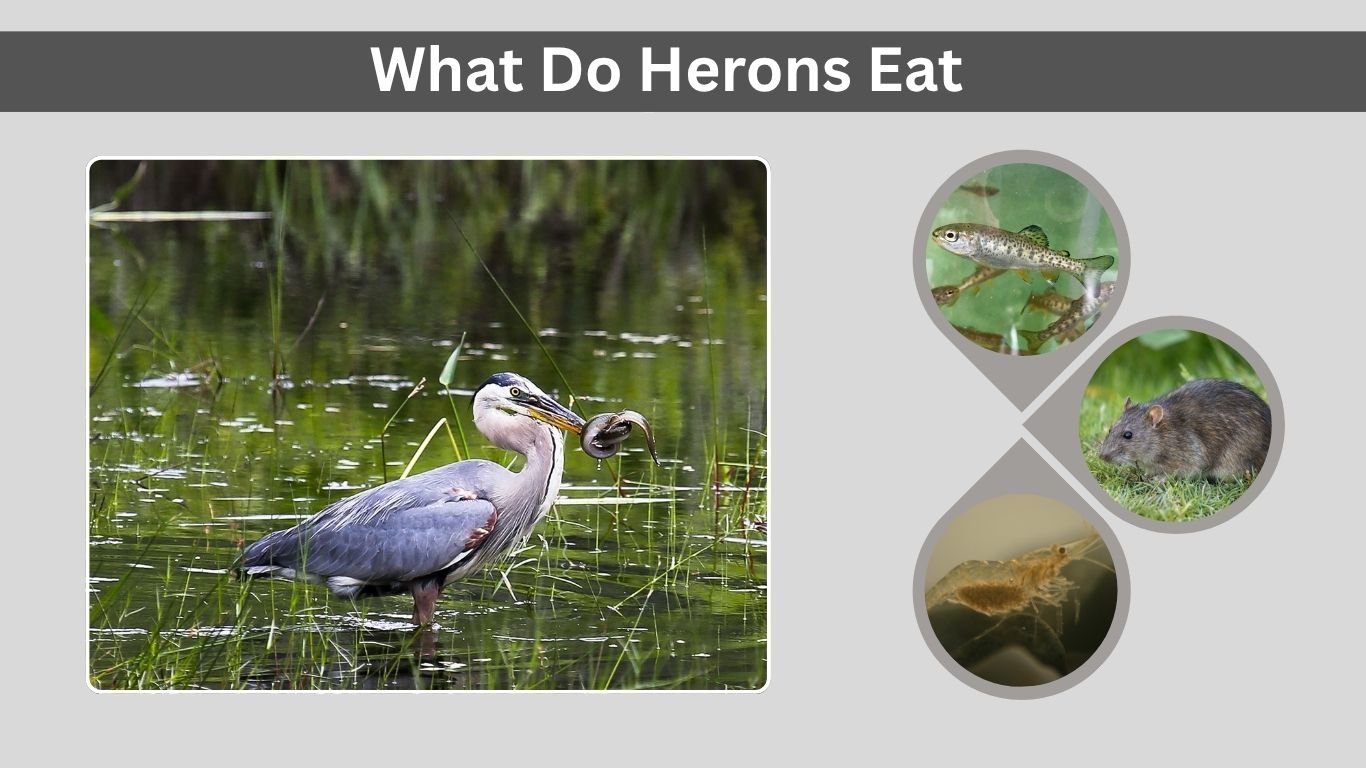 What Do Herons Eat? (A Complete Guide to Their Diet and Feeding Habits)