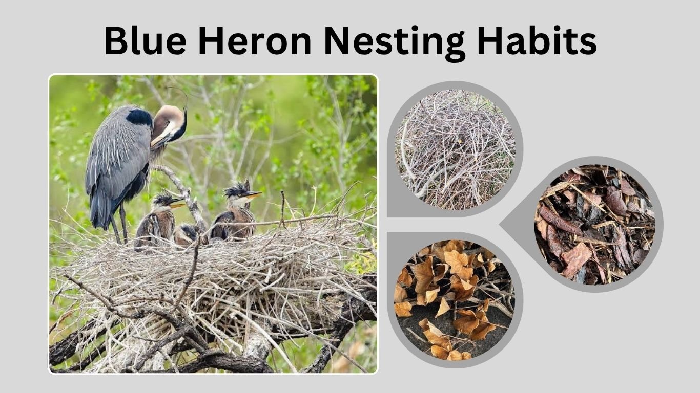 Blue Heron Nesting Habits: Where and How These Graceful Birds Build Their Homes