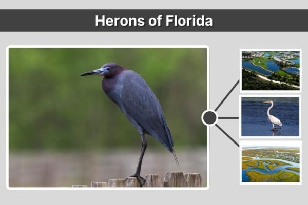 Herons of Florida: Species, Habitats, and Where to See Them
