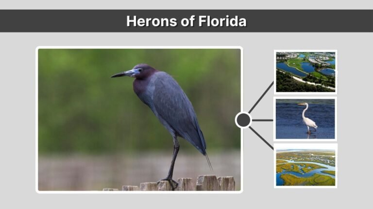 Herons of Florida: Species, Habitats, and Where to See Them