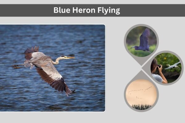 Blue Heron Flying: Behavior, Patterns, and Symbolism