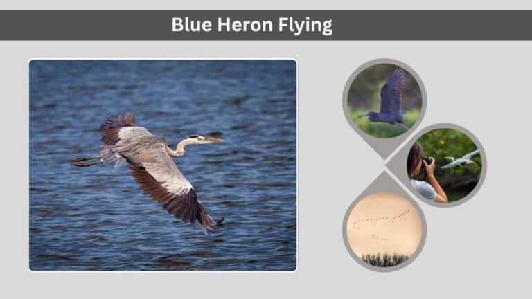 Blue Heron Flying: Behavior, Patterns, and Symbolism