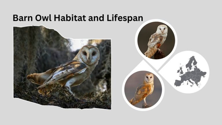 Barn Owl Habitat and Lifespan: Where They Live and How Long They Survive