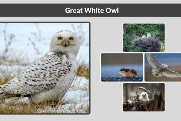 Great White Owl: Identification, Facts, and Symbolism