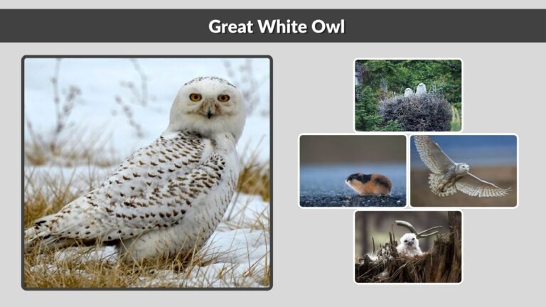 Great White Owl: Identification, Facts, and Symbolism