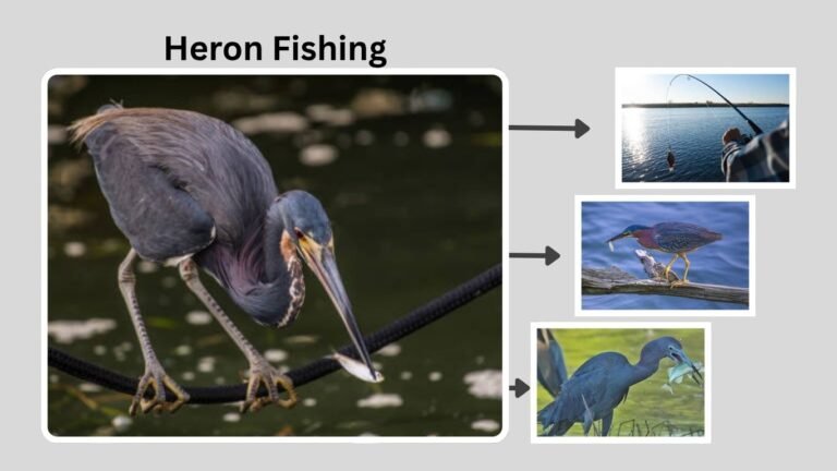 Heron Fishing: How Herons Hunt and Catch Fish