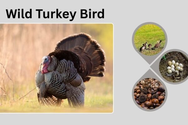Wild Turkey Bird: Facts, Habitat, and Conservation