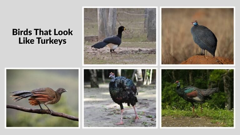 Birds That Look Like Turkeys: Similar Species and Their Traits