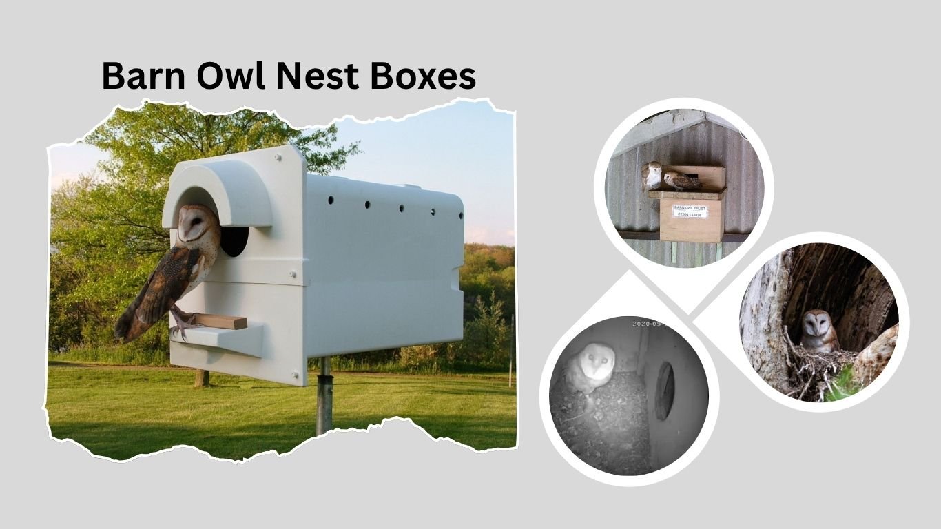Barn Owl Nest Boxes: Design, Placement, and Nesting Behavior
