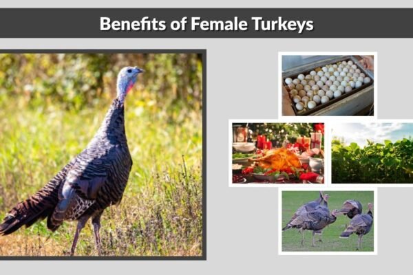 What is a Female Turkey Called?