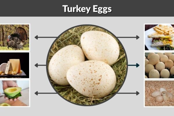 Turkey Eggs: What They Look Like, Why We Rarely Eat Them, and How to Hatch or Cook Them