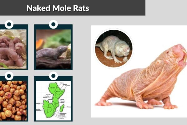 Naked Mole Rats: Identification, Habitat, Behaviors, Diet, Lifecycle & Fascinating Biology