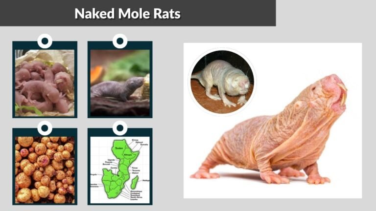 Naked Mole Rats: Identification, Habitat, Behaviors, Diet and Lifecycle