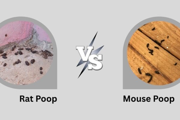 Rat Poop vs Mouse Poop: How to Tell the Difference