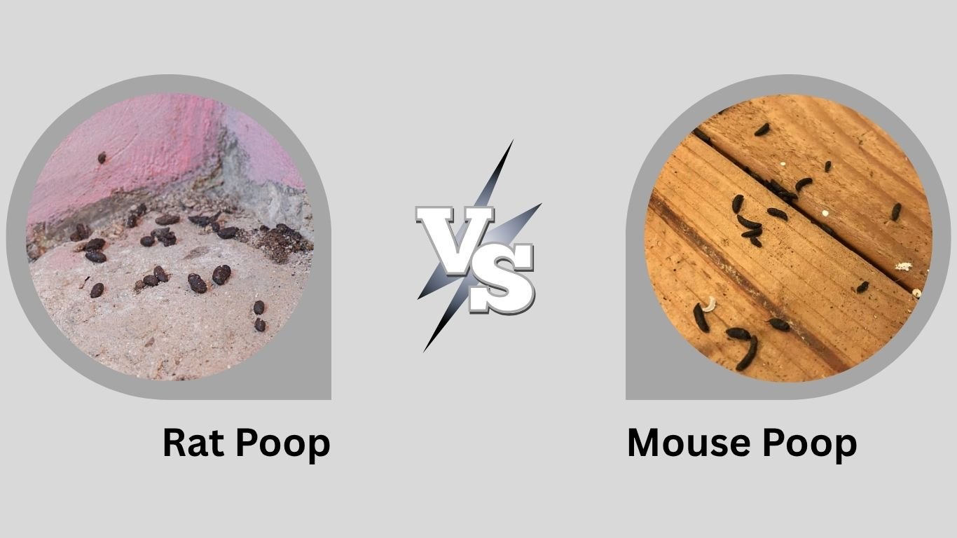 Rat Poop vs Mouse Poop: How to Tell the Difference