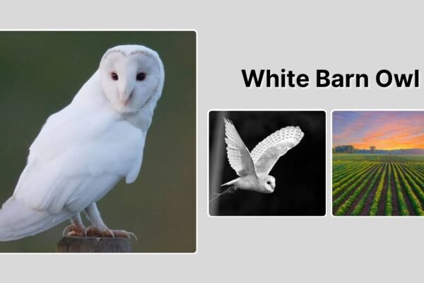 White Barn Owl: Meaning, Facts, Symbolism, and Images