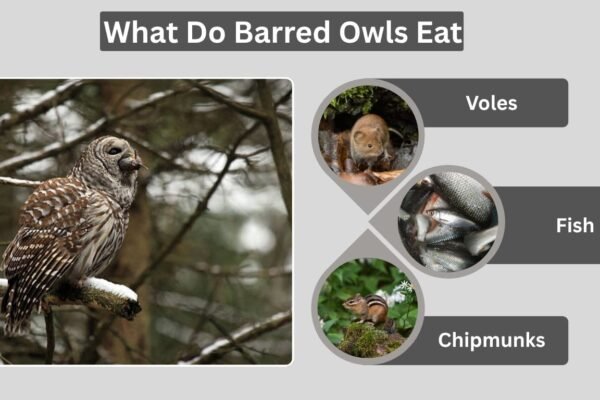 What Do Barred Owls Eat: Diet, Hunting Habits, and Prey Facts