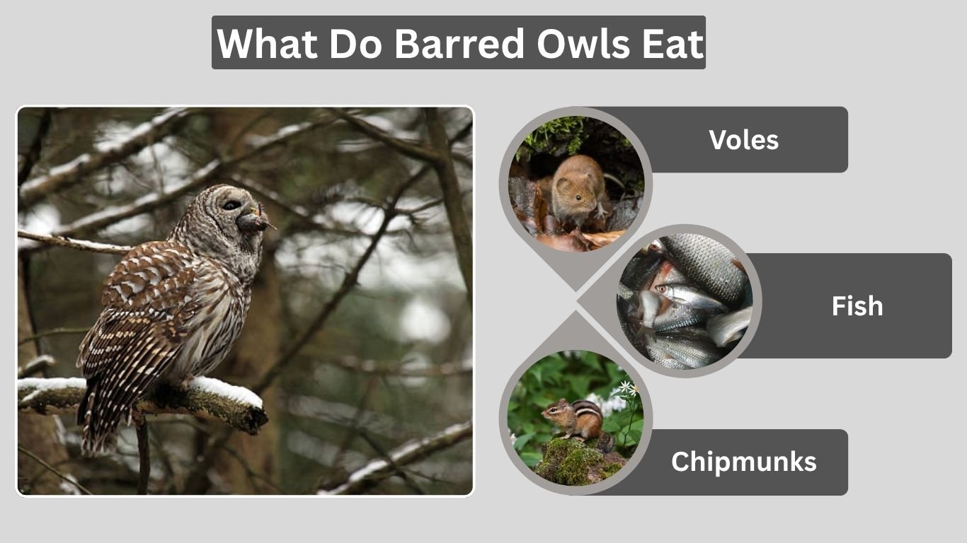 What Do Barred Owls Eat: Diet, Hunting Habits, and Prey Facts