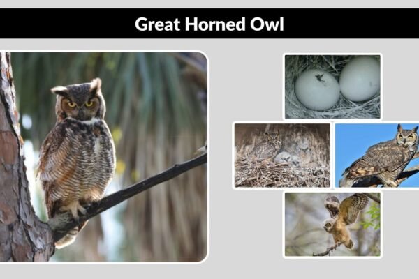 Great Horned Owl: Life Cycle, Growth, and Lifespan