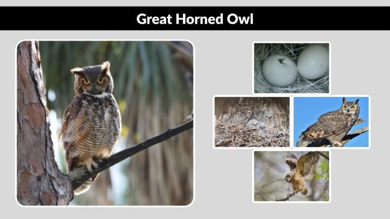 Great Horned Owl: Life Cycle, Growth, and Lifespan