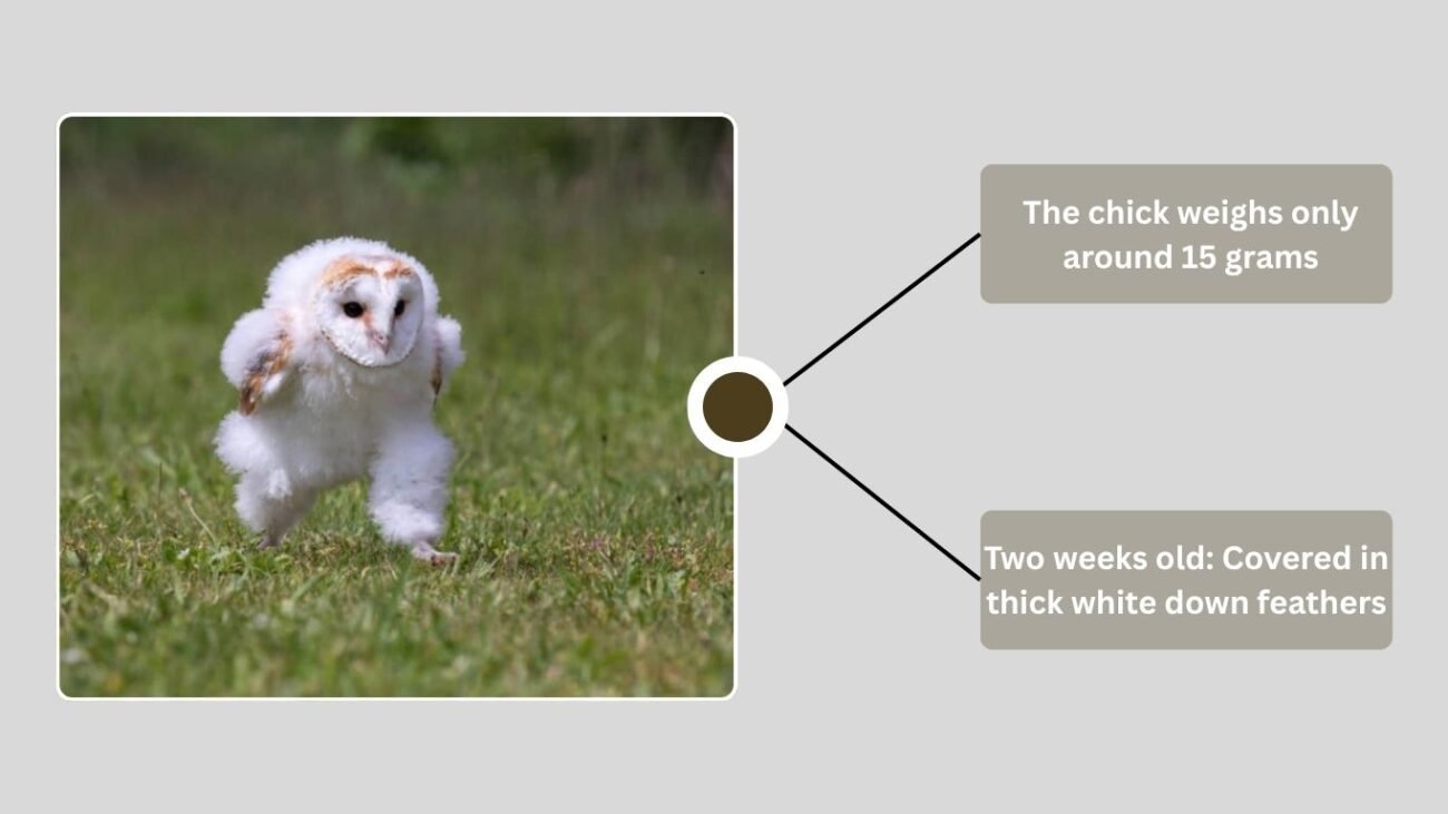 Identification and Early Appearance