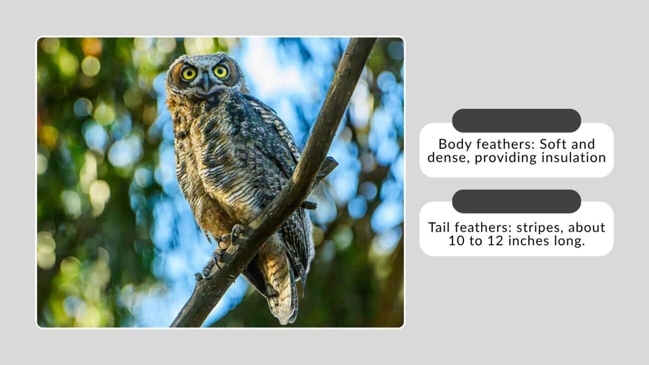 Feather Identification