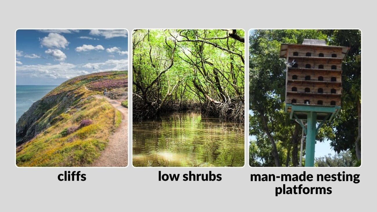 Understanding Heron Nesting Behavior