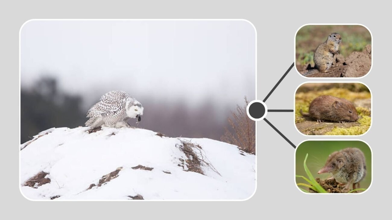 What Do Snowy Owls Eat in the Tundra?