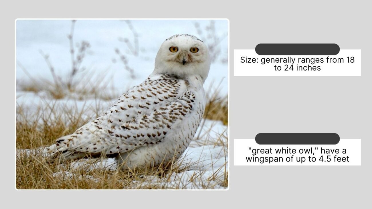 Identification of the Great White Owl