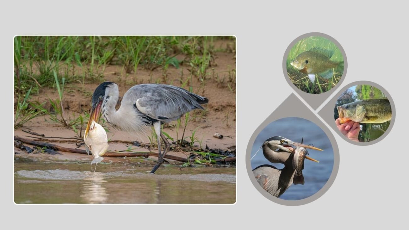 Overview of Herons and Fishing Behavior