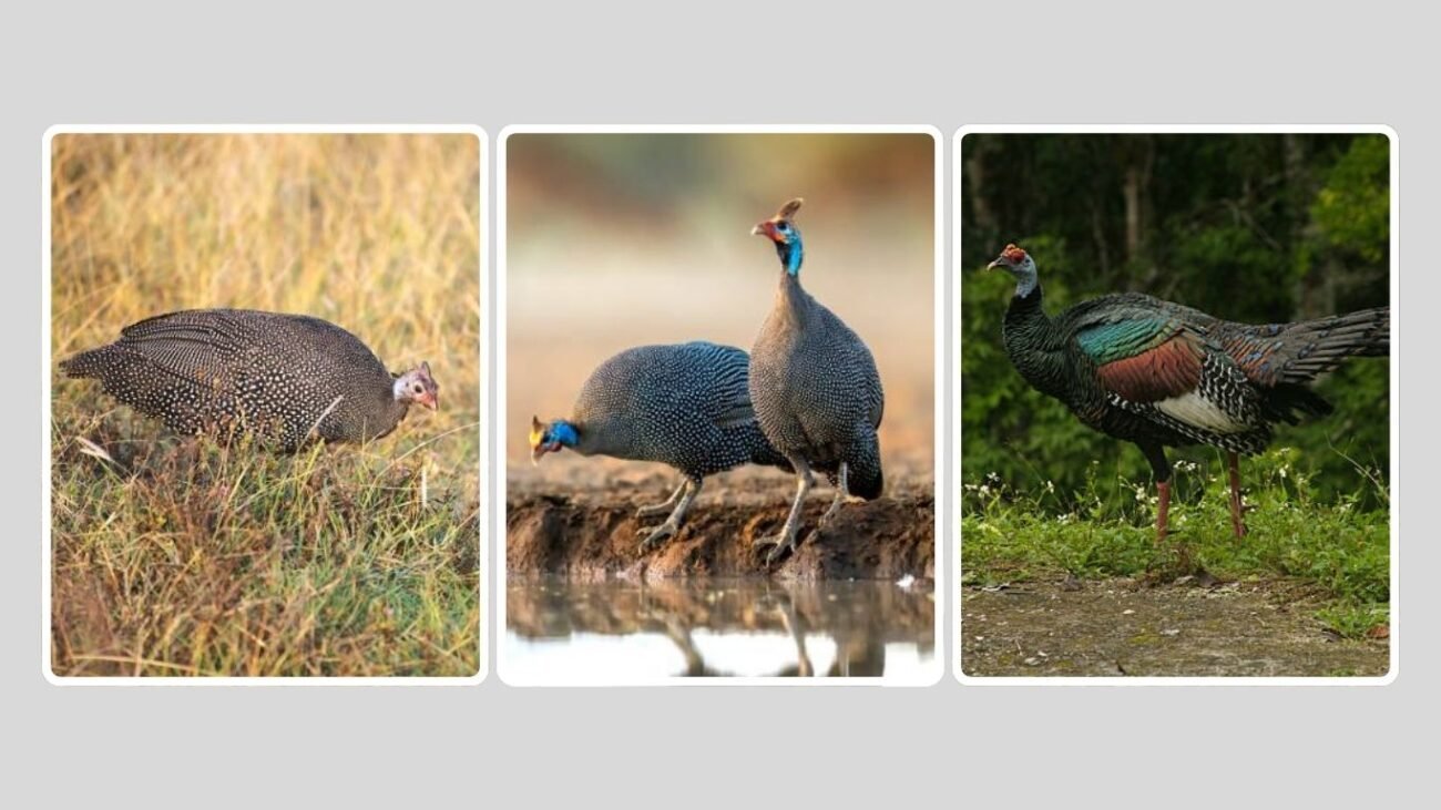 Birds Commonly Mistaken for Turkeys