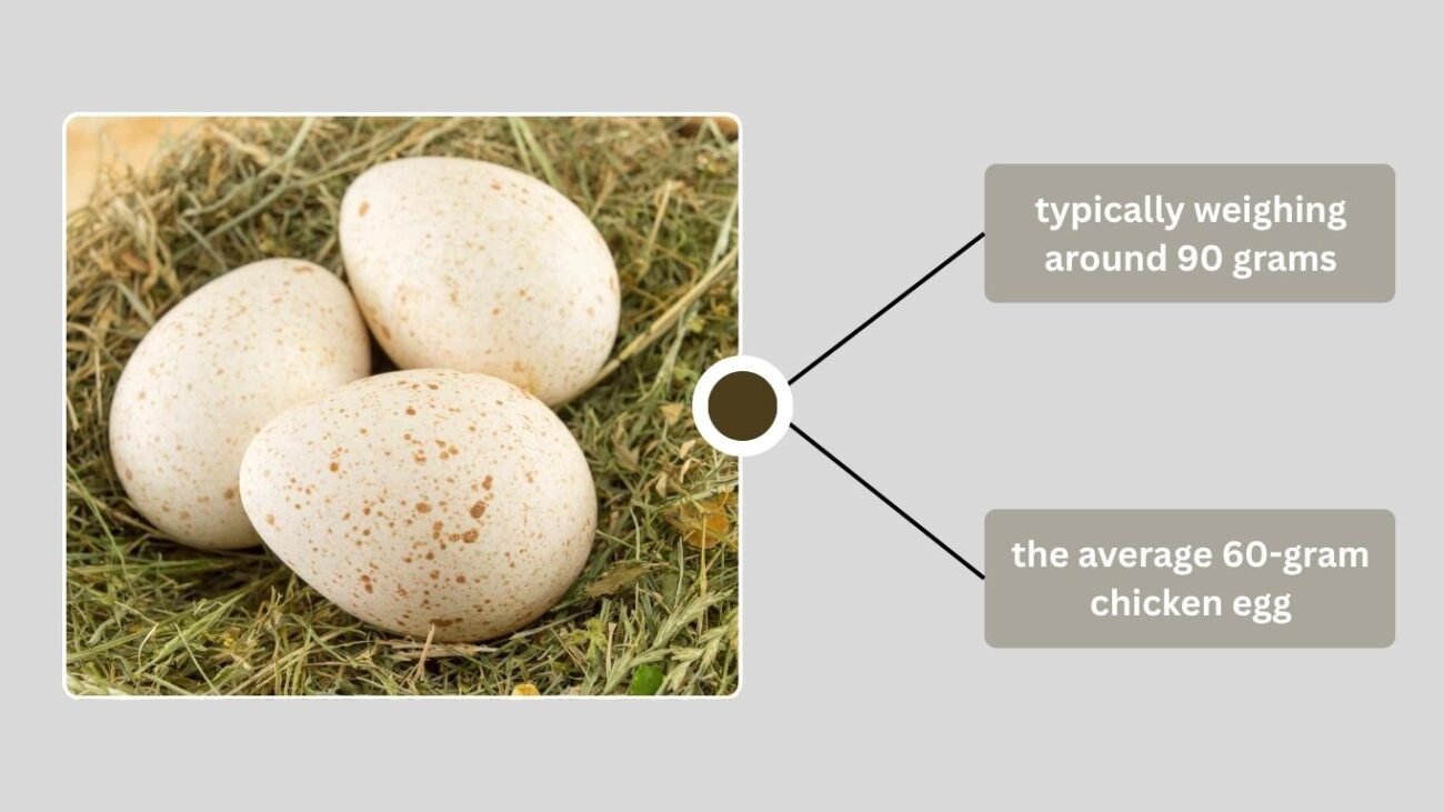 What Turkey Eggs Look and Taste Like