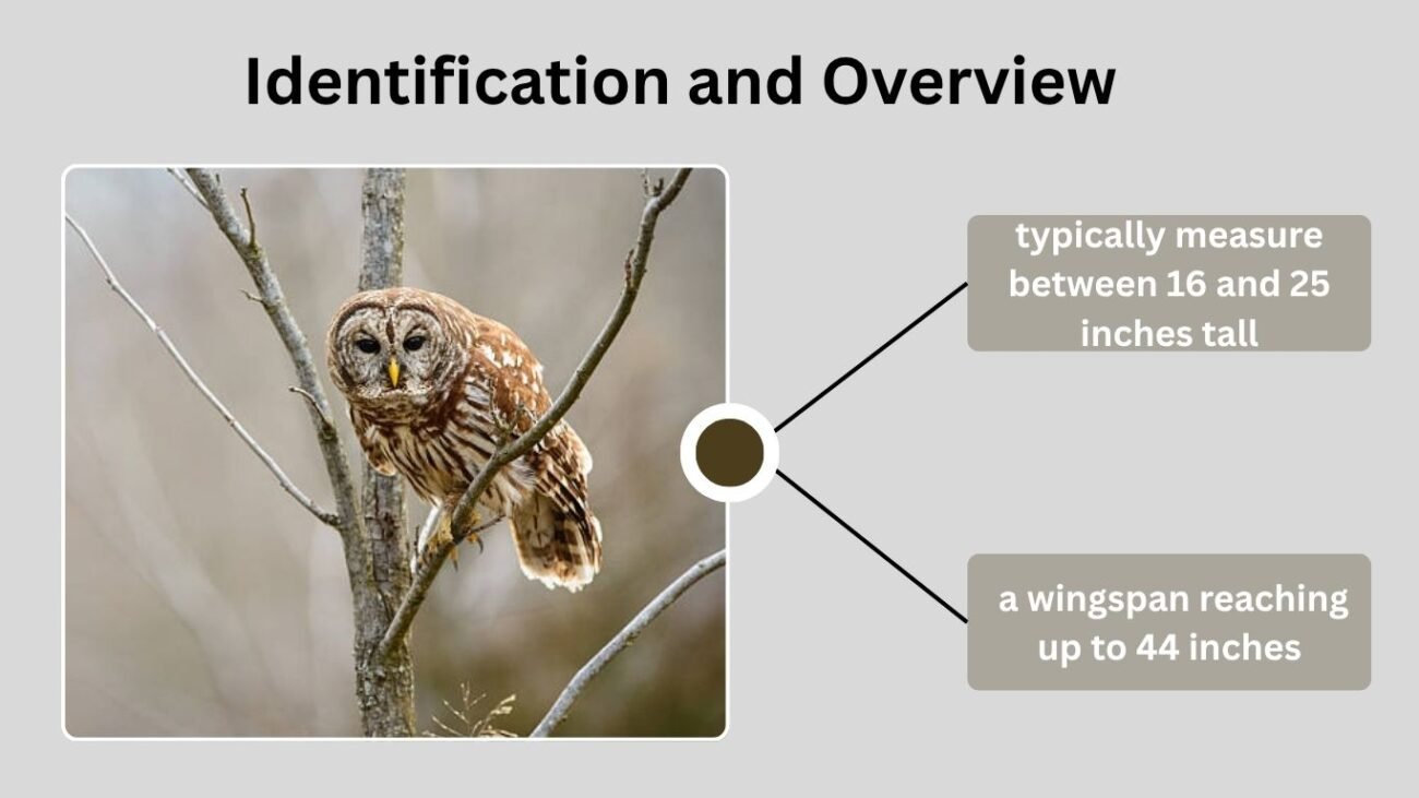 Identification and Overview