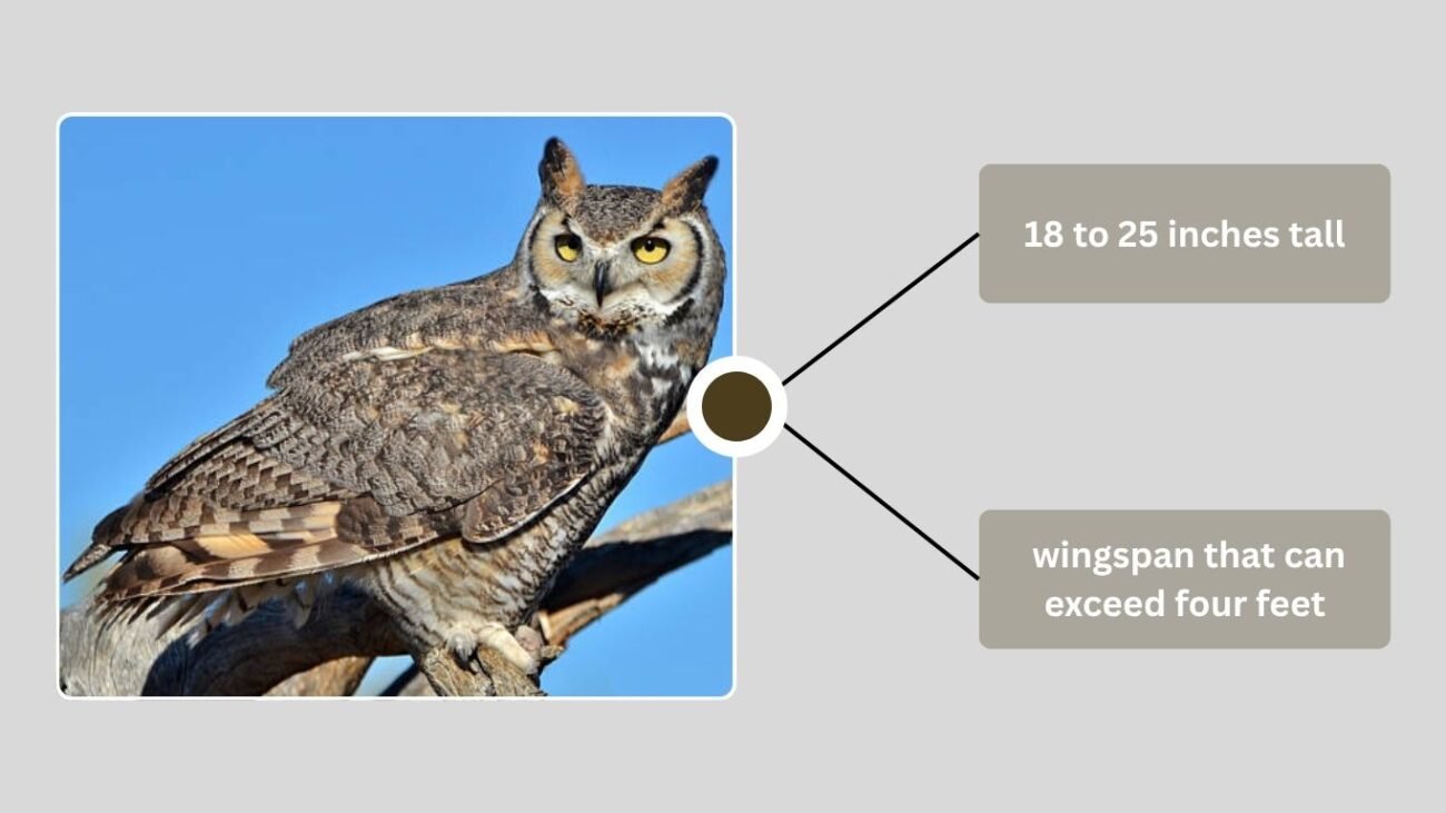 Physical Characteristics