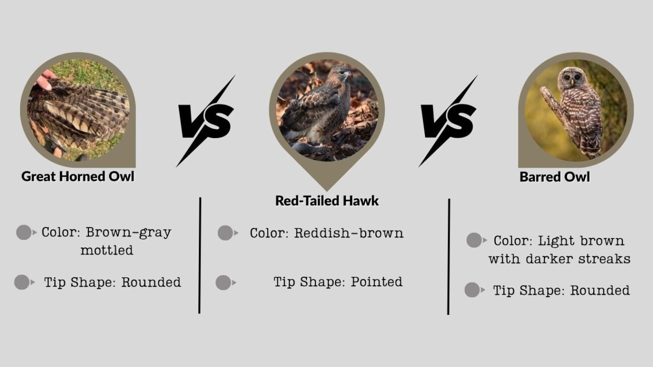 Comparison With Other Bird Feathers
