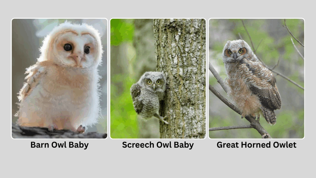 Baby Owl Species Overview