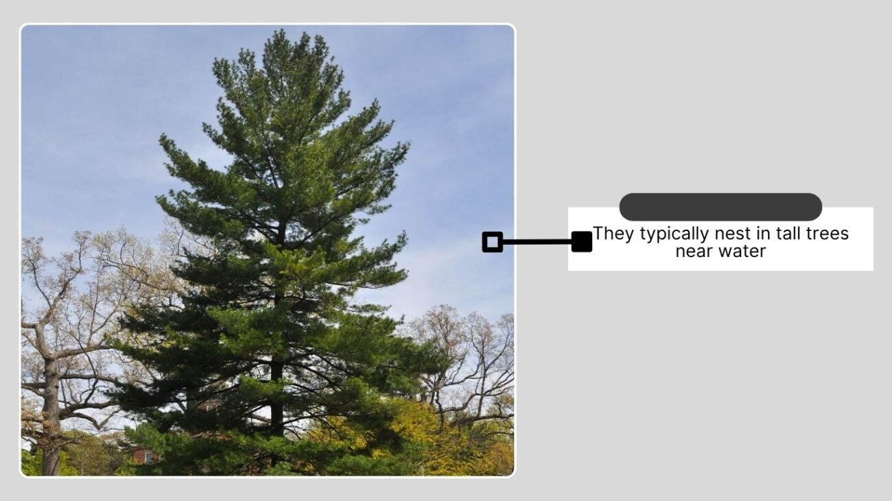 Great Blue Heron Nesting Habits
