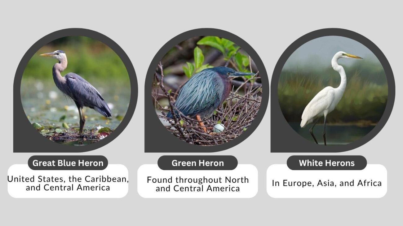 Where Do Herons Live by Species