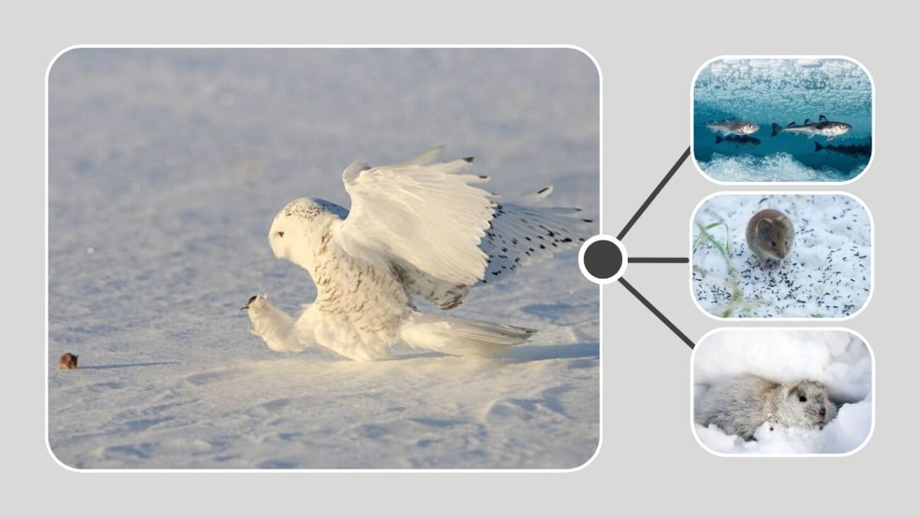 What Do Snowy Owls Eat in the Arctic?