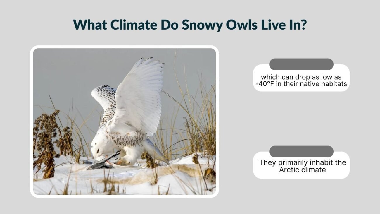 What Climate Do Snowy Owls Live In?