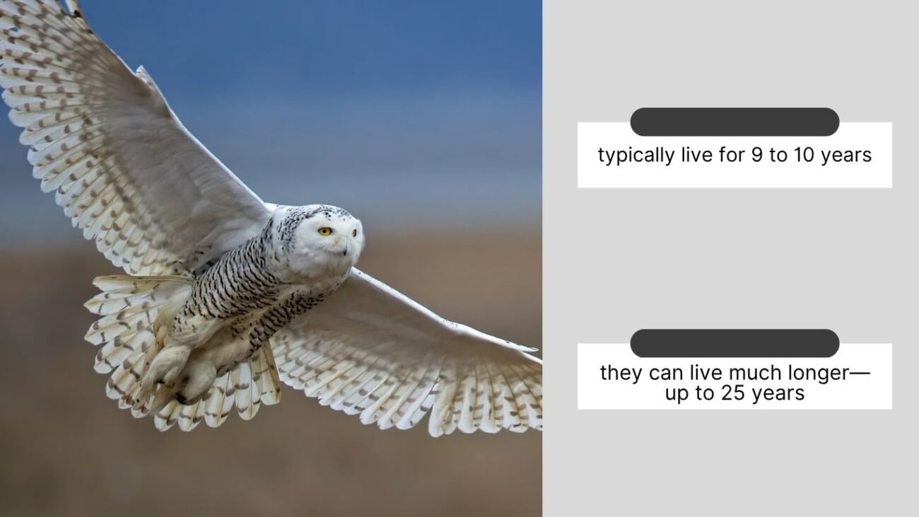 Lifespan and Longevity